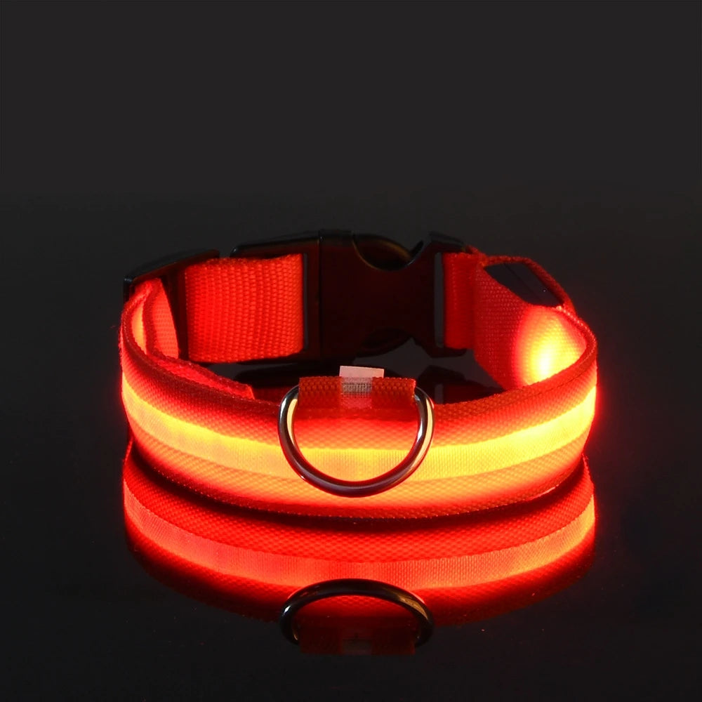 Red LED dog collar glowing