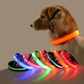 Dog wearing glowing LED safety collar at night