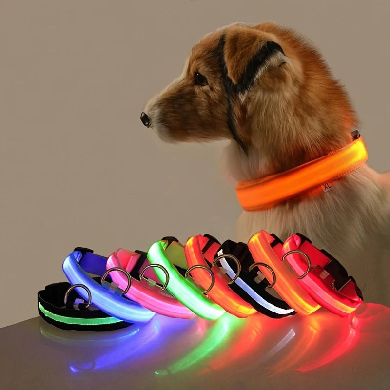 Dog wearing glowing LED safety collar at night